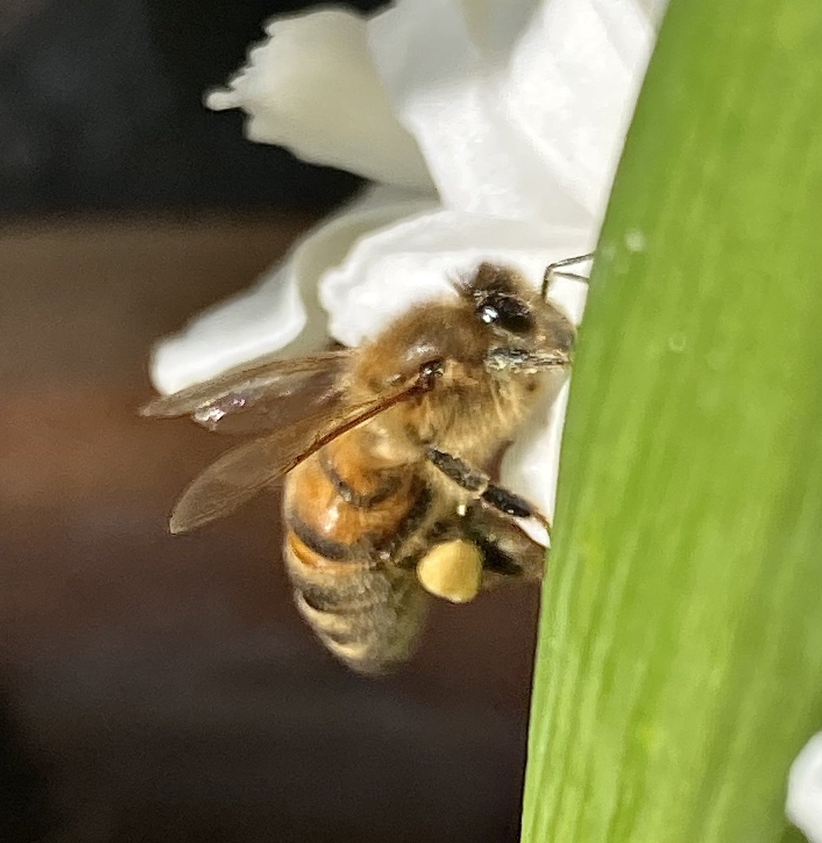wwillmaa's tweet photo. Een bekend geluid….. #bij #hyacint #bijnalente #nectar #gulzig
#voortuin🐝 https://t.co/G2uxqpj3dn