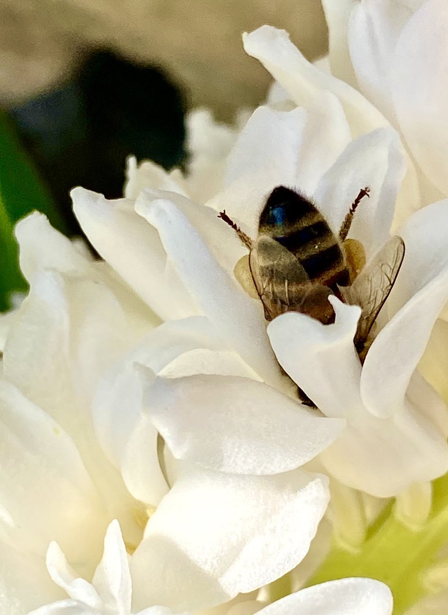 wwillmaa's tweet photo. Een bekend geluid….. #bij #hyacint #bijnalente #nectar #gulzig
#voortuin🐝 https://t.co/G2uxqpj3dn