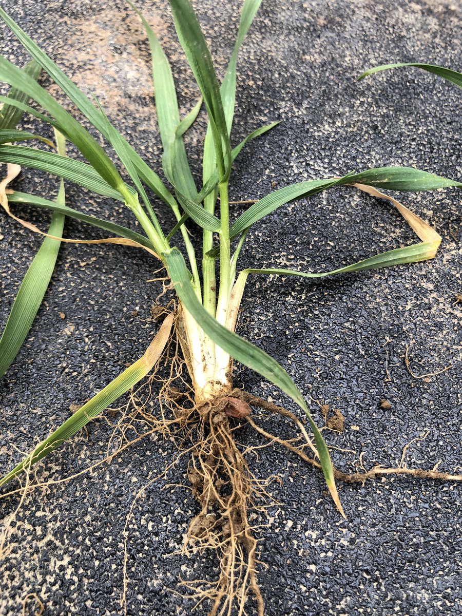 jmh306's tweet photo. Early N on wheat https://t.co/SFFJn32TEG