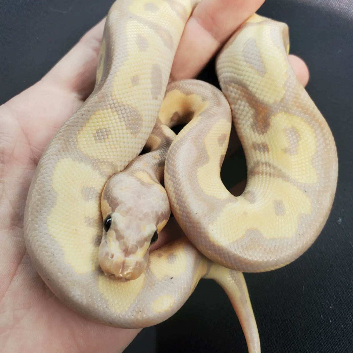 Brreeezy_'s tweet photo. Everyone, meet Ghost! My newest baby 🥰🐍
#bananaballpython #newbaby #slytherin https://t.co/klNDVhlJPx