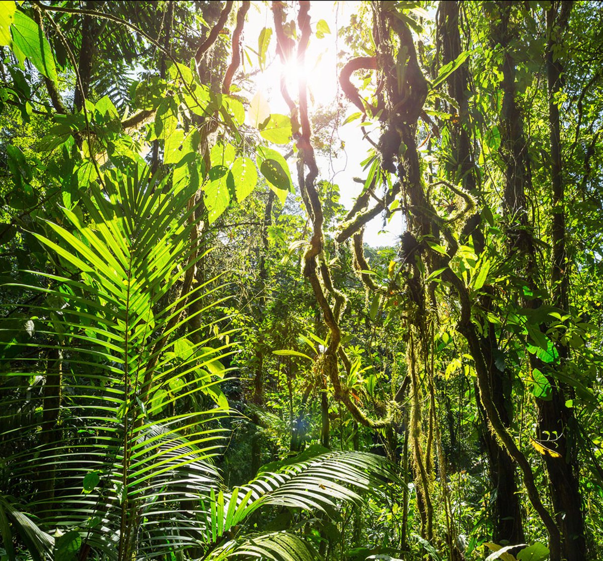 StakeEco's tweet photo. Another month, another donation. For March we've selected the Rainforest Foundation US. This non-profit NGO has been active since the late 80s and has made it a priority to protect vulnerable lands across Central and South America.
#PlanetaryRegeneration
#Refi
#Ecology https://t.co/aWVPYk8Cd4