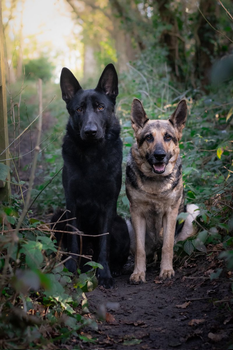 Anyone else have a little &amp; large? 
Let's seem them in the comments 
#twitterdogcommunity #DogTwitter #GermanShepherd