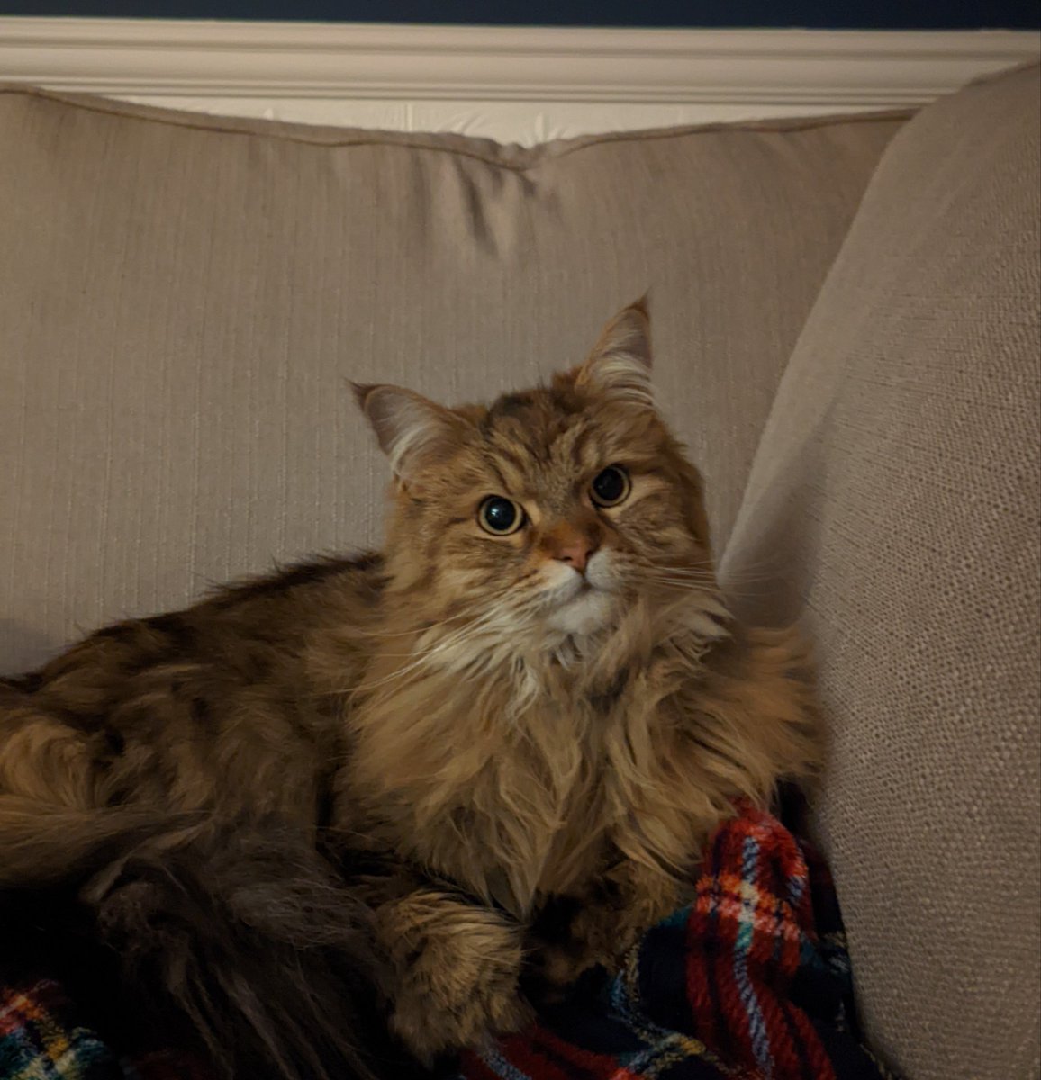 Mrsamylee100's tweet photo. #CatsOfTwitter  Dodger enjoying Saturday Film Night!! https://t.co/9QAbCXKIV1