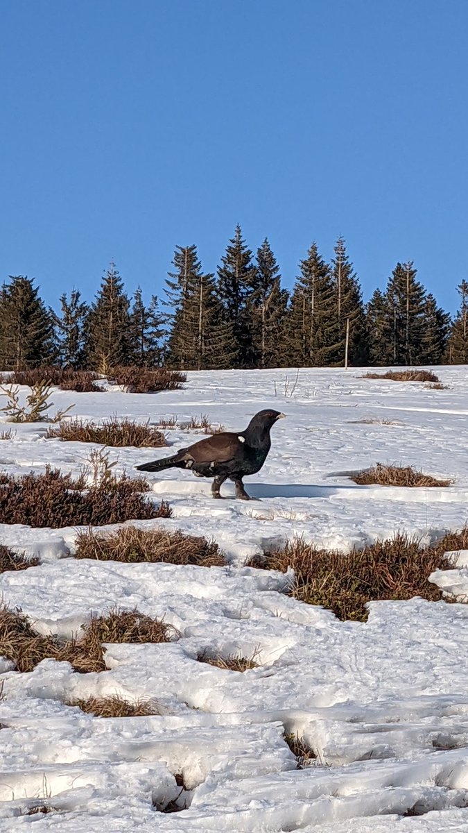 Loipenbegleitgeflügel: Heute #Auerhahn am #Stübenwasen gesichtet.