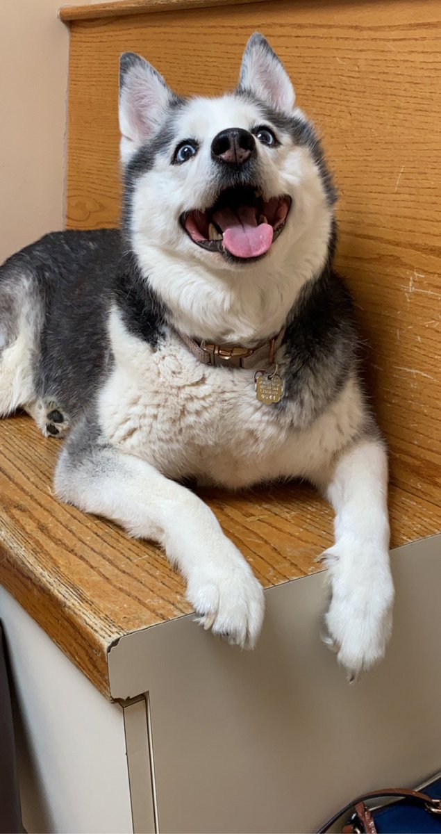 Jacquelyn_883's tweet photo. Such a good girl at the vet🤍 #husky https://t.co/OnqsyuhRXW