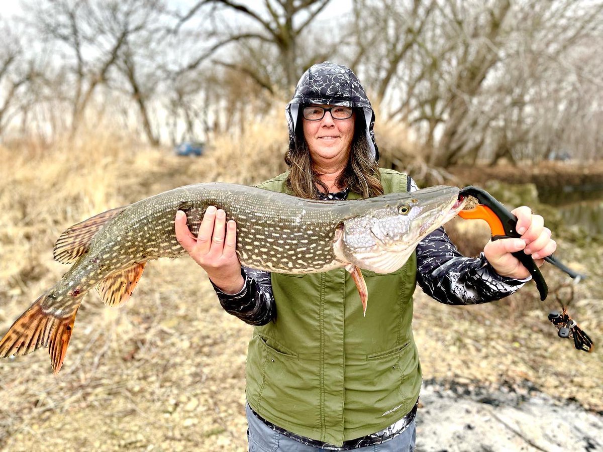 bozwyck's tweet photo. Ice out 2022!
Kicking myself for not putting a tape on this prize! I suspect it would have qualified for master angler northern๐คฆ๐ปโโ๏ธ๐ซ
Met the nicest DNR officer though. Glad to have them stop and chat
#masteranglernorthern
#iowafishing
#iceout2022
#northernpike
@iowadnr https://t.co/Y4scW3IabM