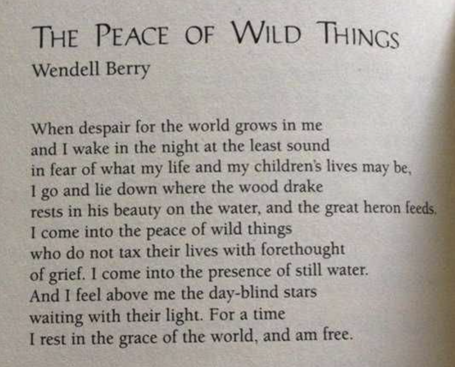 LeenaPatelLive's tweet photo. Reading this poem by @ WendellBerry felt like a wave of calm in the midst of the wildness in the world we are witnessing right now.

What resources are you tapping into at this time?

#poetry #wordsofwisdom https://t.co/tt2YtyOmtj