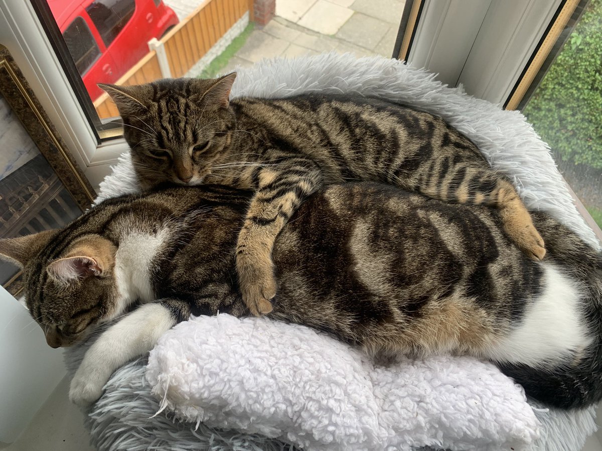 svmahar's tweet photo. @ShannonSevigny Got a cat…and then another cat. Changed my life forever ❤️ https://t.co/AMfhYeSmkV
