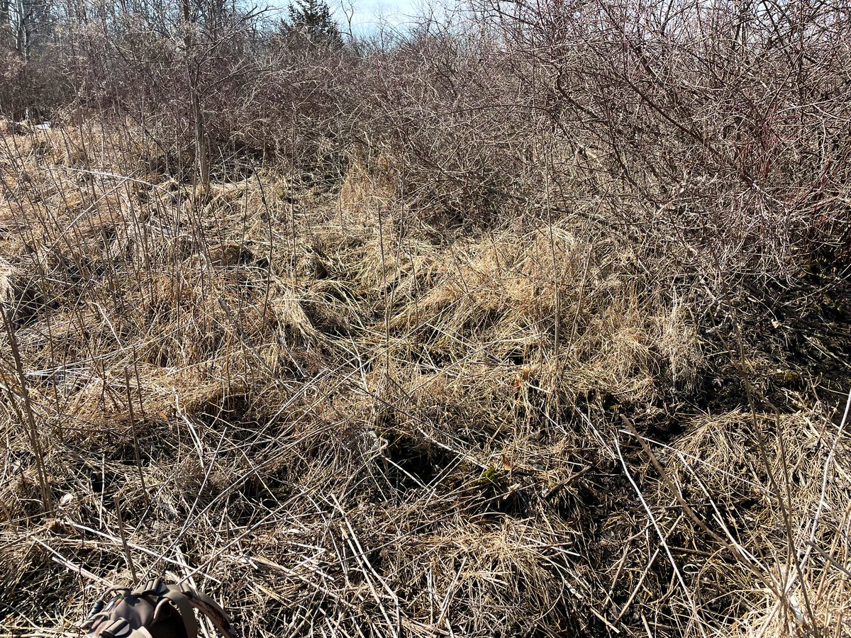 Greatlakesgirl_'s tweet photo. Can you find the shed? #shedhunting https://t.co/hf1WbjnyLa