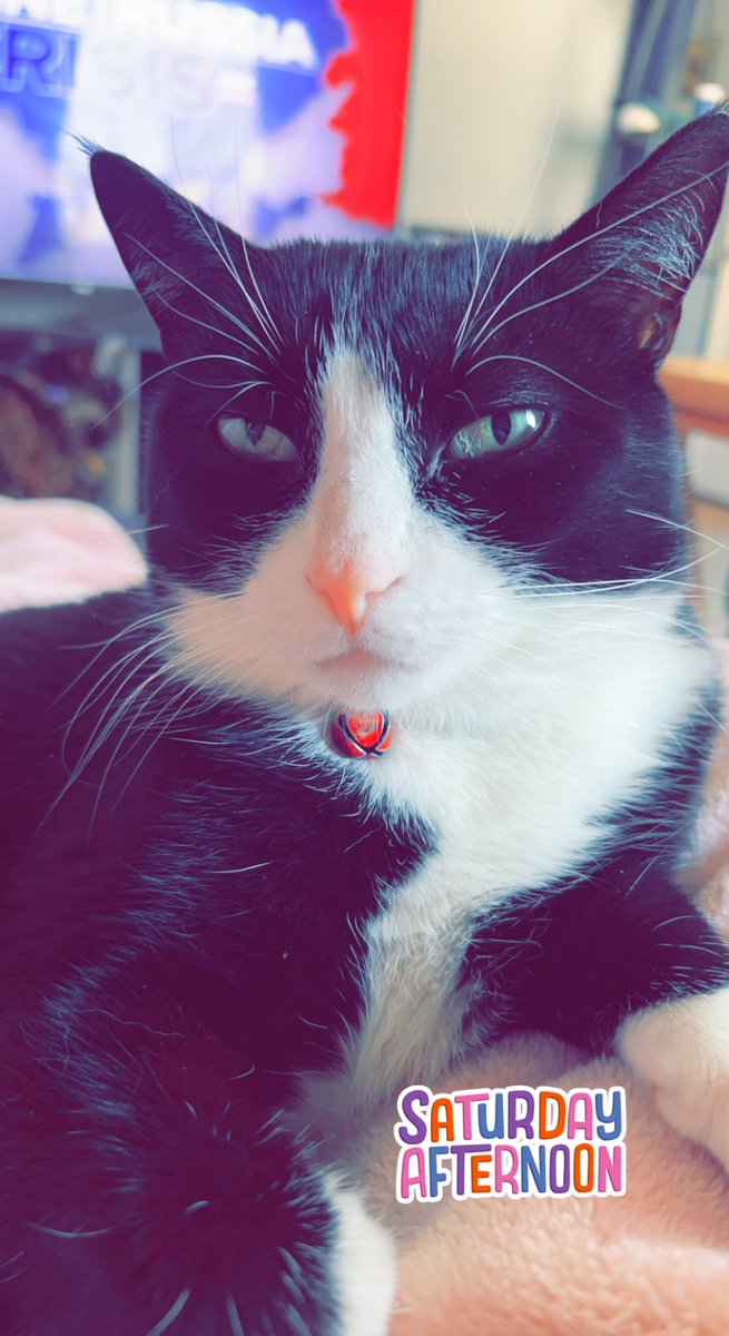 MrsBethScott18's tweet photo. @catsofinstagram My a handsome boy again. Turbo! 🖤 https://t.co/mNRlEQtFDf