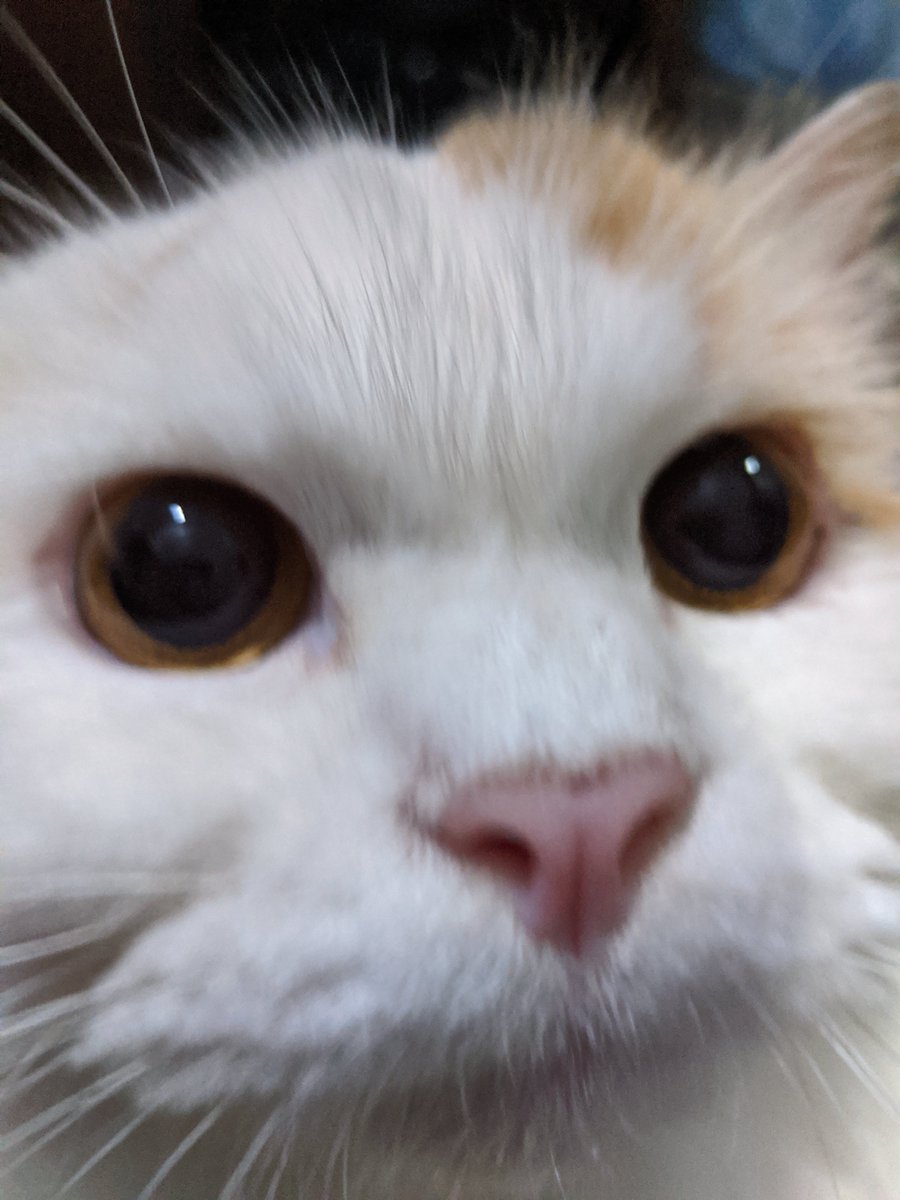 cikukucing's tweet photo. *denger plastik treats disobek* https://t.co/UJ2rL0lu3P