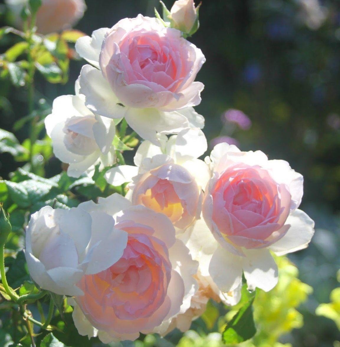 Kristal38922455's tweet photo. ❤️ Happy Sunday ❤️

#flower #flowers #gardening #nature #photo https://t.co/3ffKKgLO7o