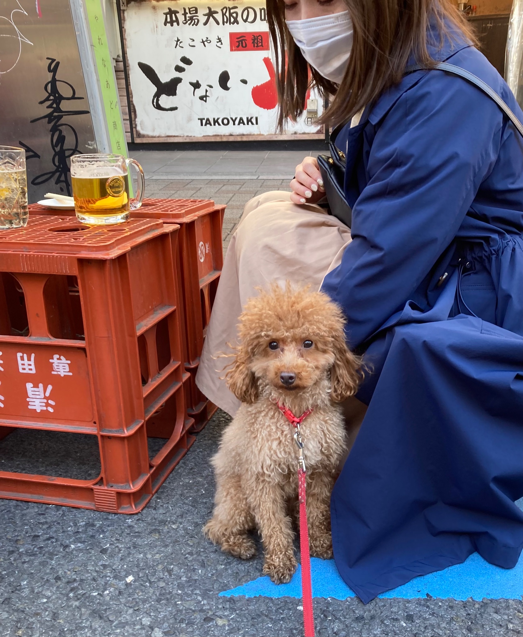 ころん元保護犬 トイプードル ころんの 勝手に看板犬 シリーズ たこ焼き屋さんで 昼飲みしてる人たち ころん もれなく ボクが寄り添いま す 保護犬 保護犬カフェ立川店 卒業犬 トイプードル 看板犬 たこ焼き どないや ころんの