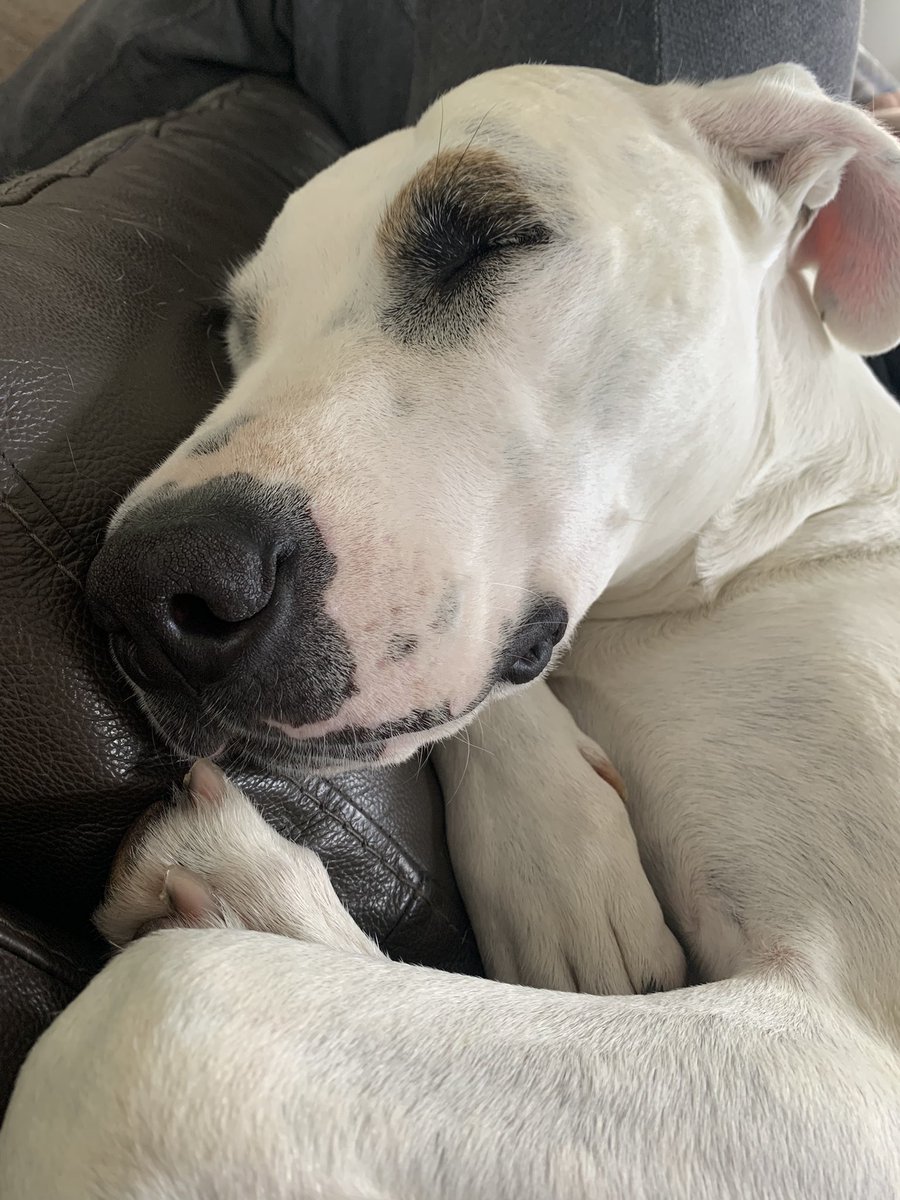 DaisyDog tweet media