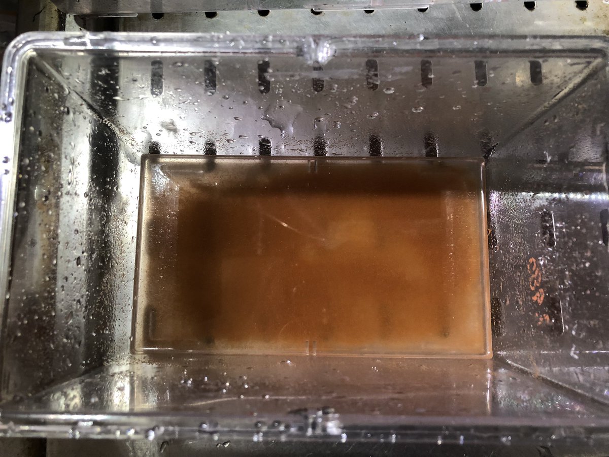 aquatailors344's tweet image. 餌やりの㊙️テクニック👍

淡水側のシンク周り、ガーリックの匂いが凄いです😂

1枚目、2枚目どちらの組み合わせが好きですか？😏

詳しくは淡水STAFFまで🐟

#アクアテイラーズ東大阪本店 
#アクアテイラーズ
#Com2 
#ガーリックガード
#ハイグロウ
#デルフレッシュフード