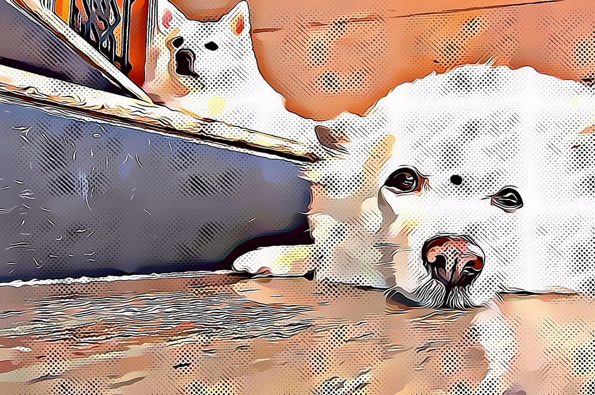 Pet dogs ( male and female )- named as Abhi and Honey respectively
