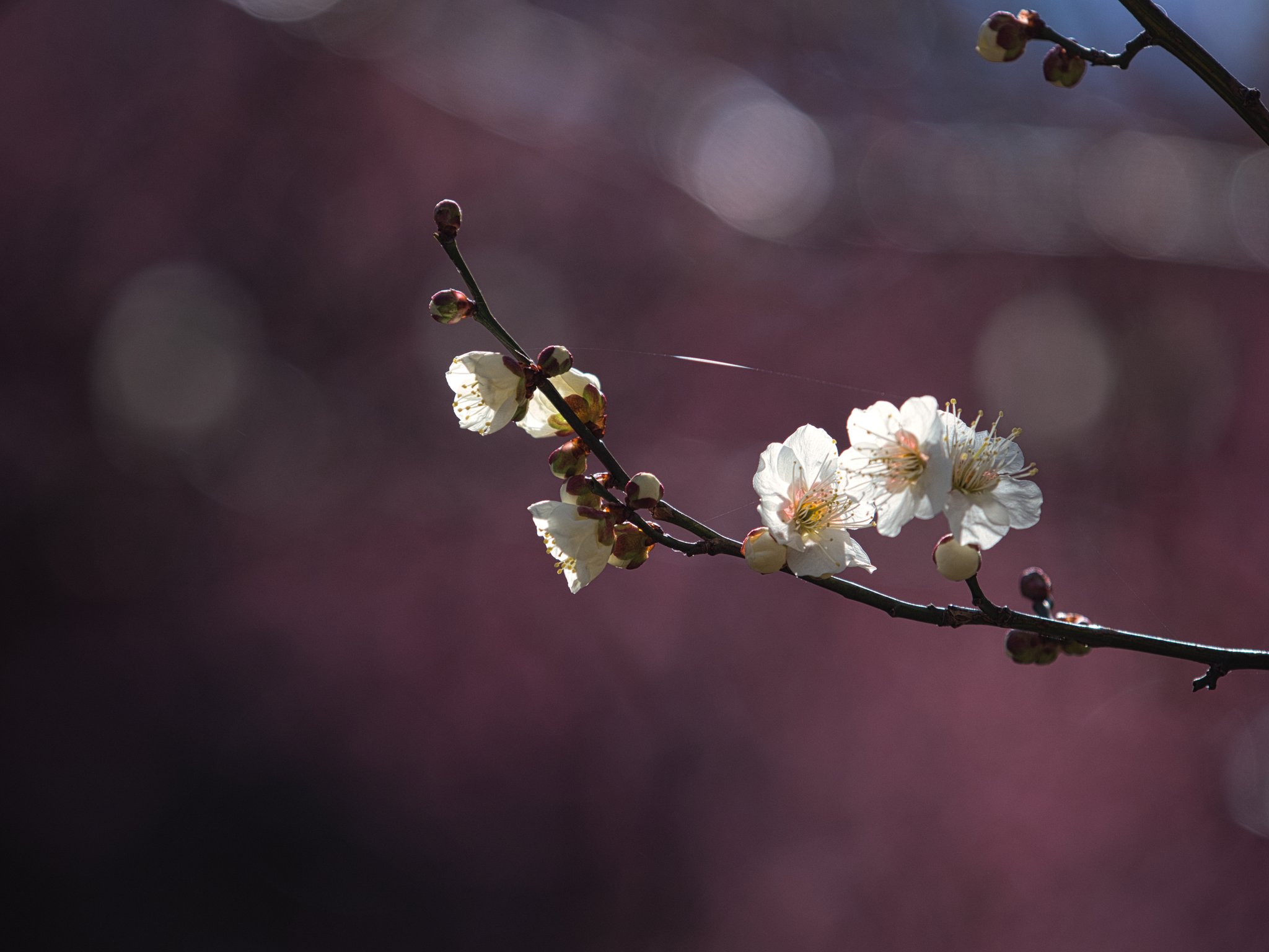 翠 まだある梅の花 梅 ファインダー越しの私の世界ᅠ T Co Oyseuavaos Twitter