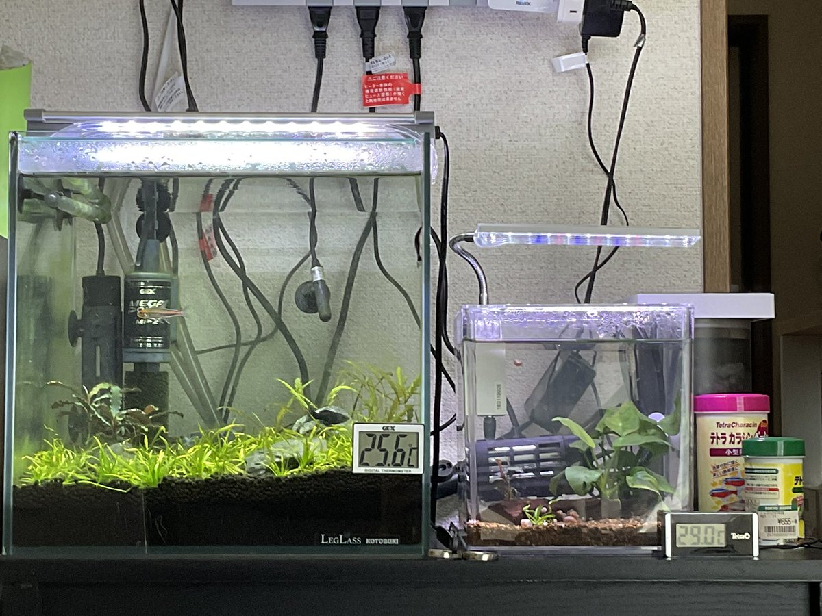 ミニ水槽の外掛けがうるさいから外したくて、グローライトテトラを30cmに移した。3月の3連休明けから生体追加していく予定。
・30cm
ラスボラエスペイ:9グリーンネオンテトラ:5アンゴラバルブ:1
・ミニ
ミクロラスボラエリスロミクロン:3
ミニ水槽は弱アルカリより硬度高めでピンクラムズを育成したい