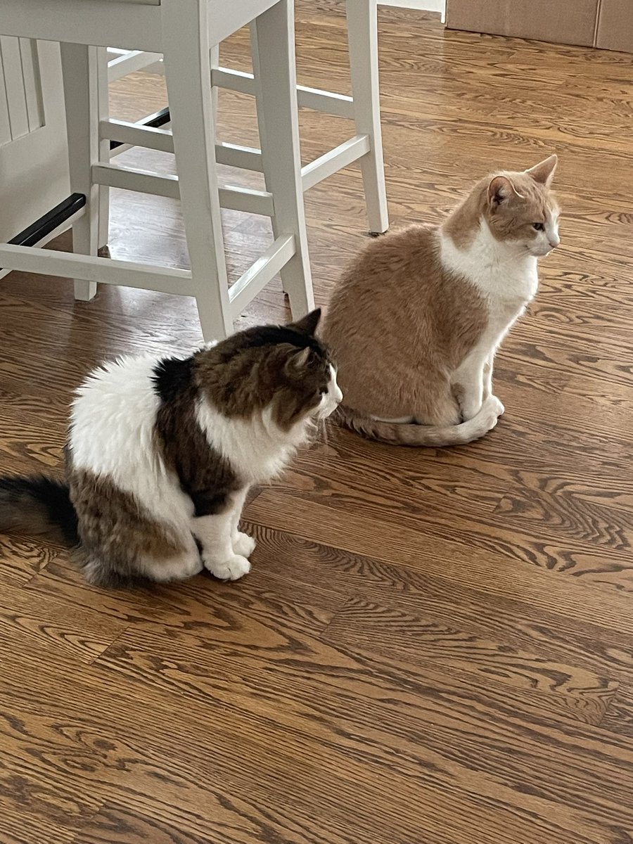 E Abbott 🇨🇦 tweet media