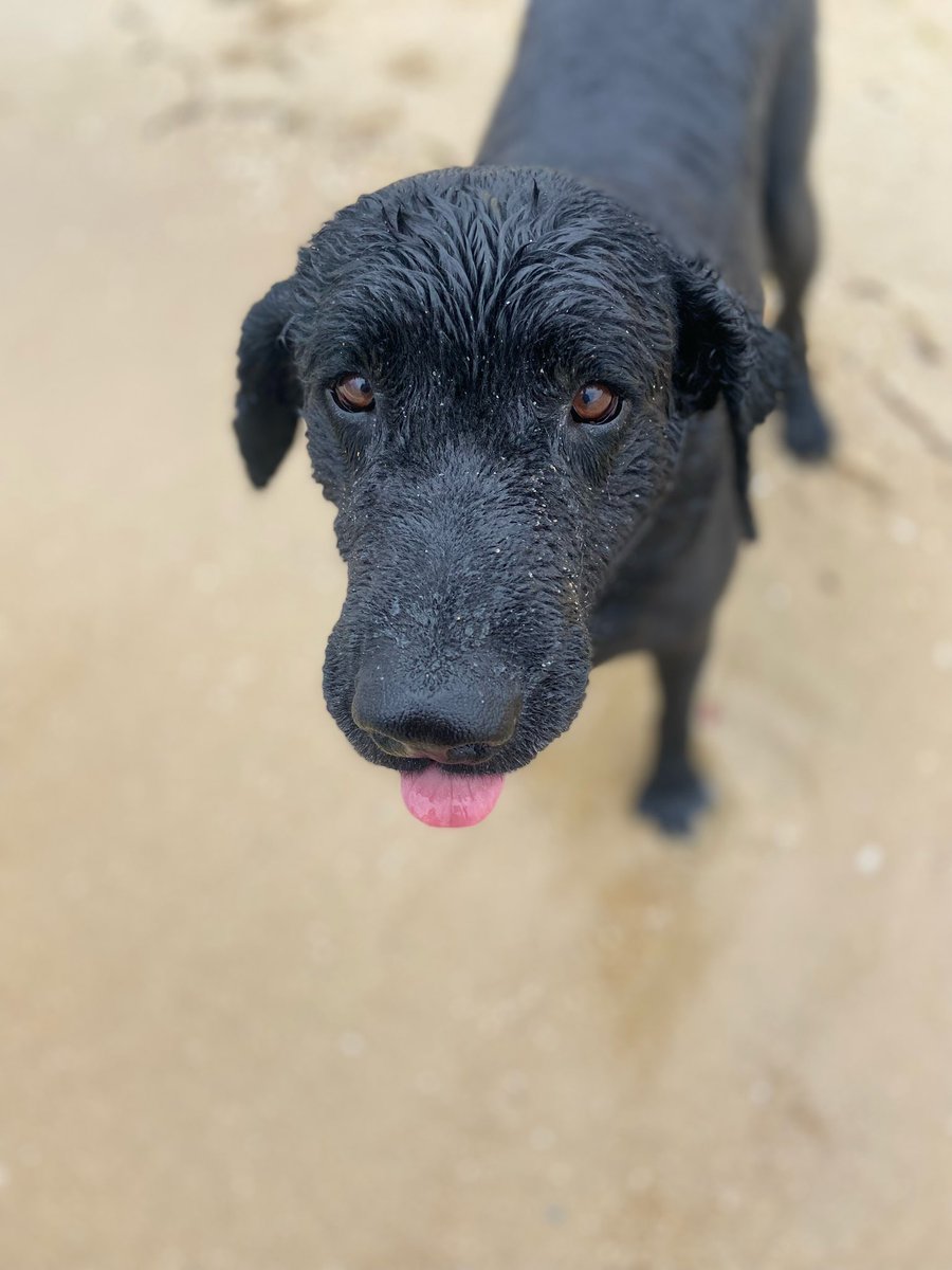 dogsplaying1's tweet photo. Maisie Bridget and Eric https://t.co/Ve5JAdwSlE
