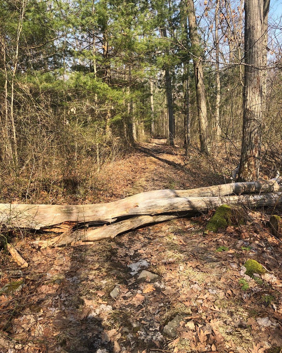 gillie's tweet photo. To help L (and let’s be fair, also me) cope with yesterday’s terrible, horrible, no good, very bad mental health day, I took him Up The Hill for a 5 mile hike. This was my 3rd hike of the year, his 2nd, so I am going to make him do the #52hikechallenge officially this year. #LHHT https://t.co/kx1Fezm3PJ