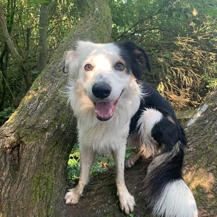 Am absolutely heartbroken that we are having to say goodbye to Ace on Tuesday at only 3 years old. He is bleeding internally along with all his other issues, and is a lot of pain now. Also along with all his weight loss.
#BorderCollie