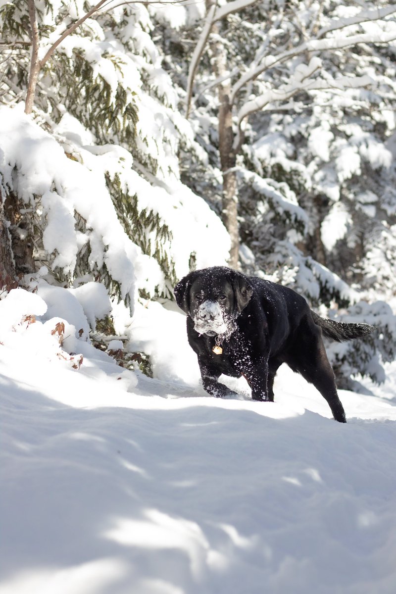 Caution! BEARS IN THE AREA! 
Oh wait...nvm...false alarm 🙃

#twitterdogcommunity #dogcommunity #twitterdogs #snowday #novascotia