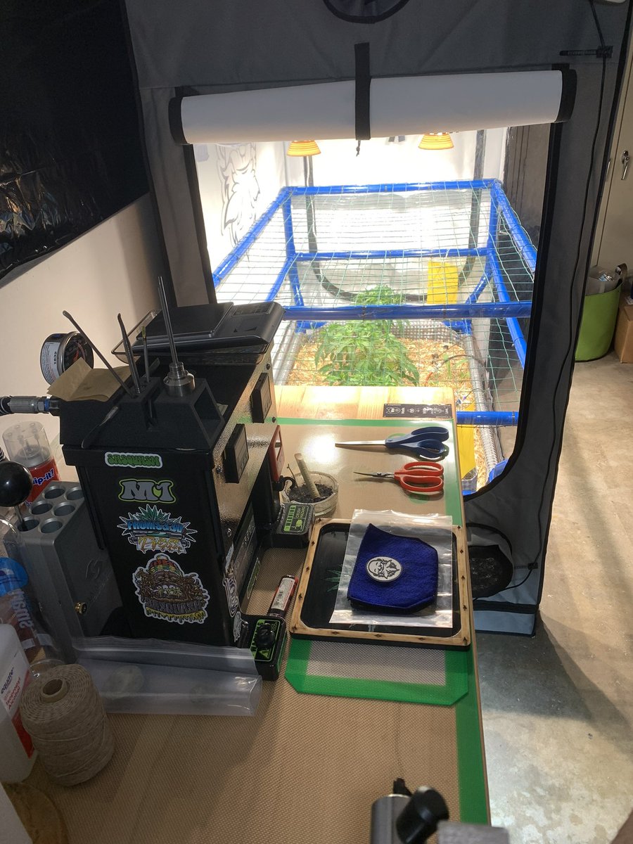 L0NDOE's tweet photo. @CryptoCannaClub Everyone should grow they own if they have the space. I rather spend 200 on my own grow then spend it with the weed man/dispensary #beyourownplug #CCC https://t.co/qNlR5xXdGX