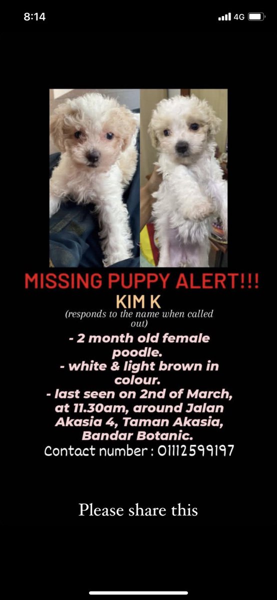 bavuthri's tweet photo. Need a small favour, please help me to retweet this. Helping a friend of mine to find her lost puppy, Kim K. Her puppy has health complications and she is only 2 months old. She went missing since last Wednesday and was last seen at Jalan Akasia 4, Botanic Klang. https://t.co/NVOu2TwtSP