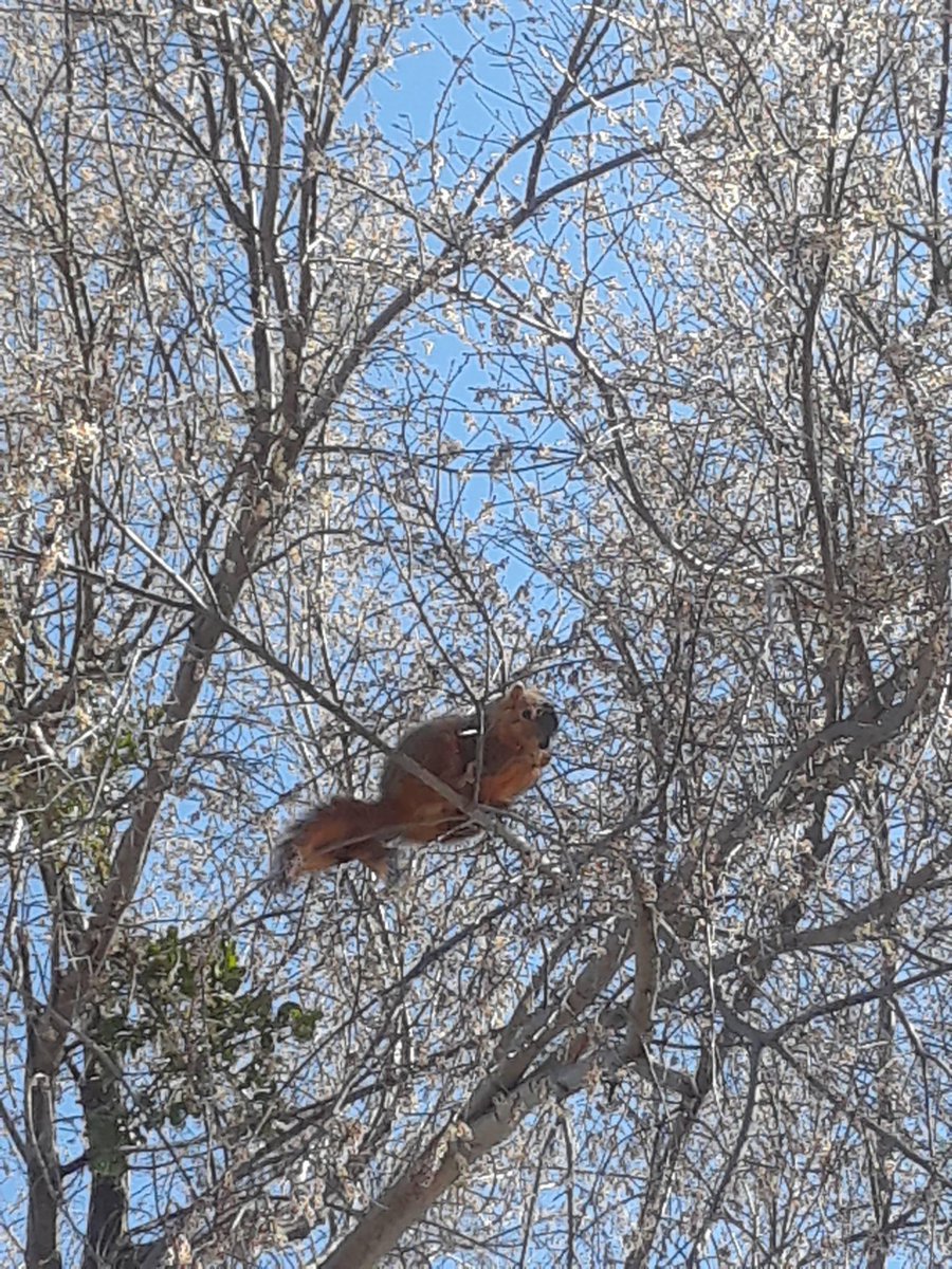 DushiYanthini's tweet photo. Swinging squirrel 🐿: “Humanity appreciates truth about as much as a squirrel appreciates silver” ~~ Vernon Howard, American spiritual teacher, author and philosopher.❄️⛄️💧💦🌤🌞🍃🌱🌿🦜👗🧥🧣🧤👢👛💄👣♥️🕺💃🏽 #Snow #WinterStormOsklee #Oaklee #Winter #Nature #Journey #Passion https://t.co/pOG4OHoc7x