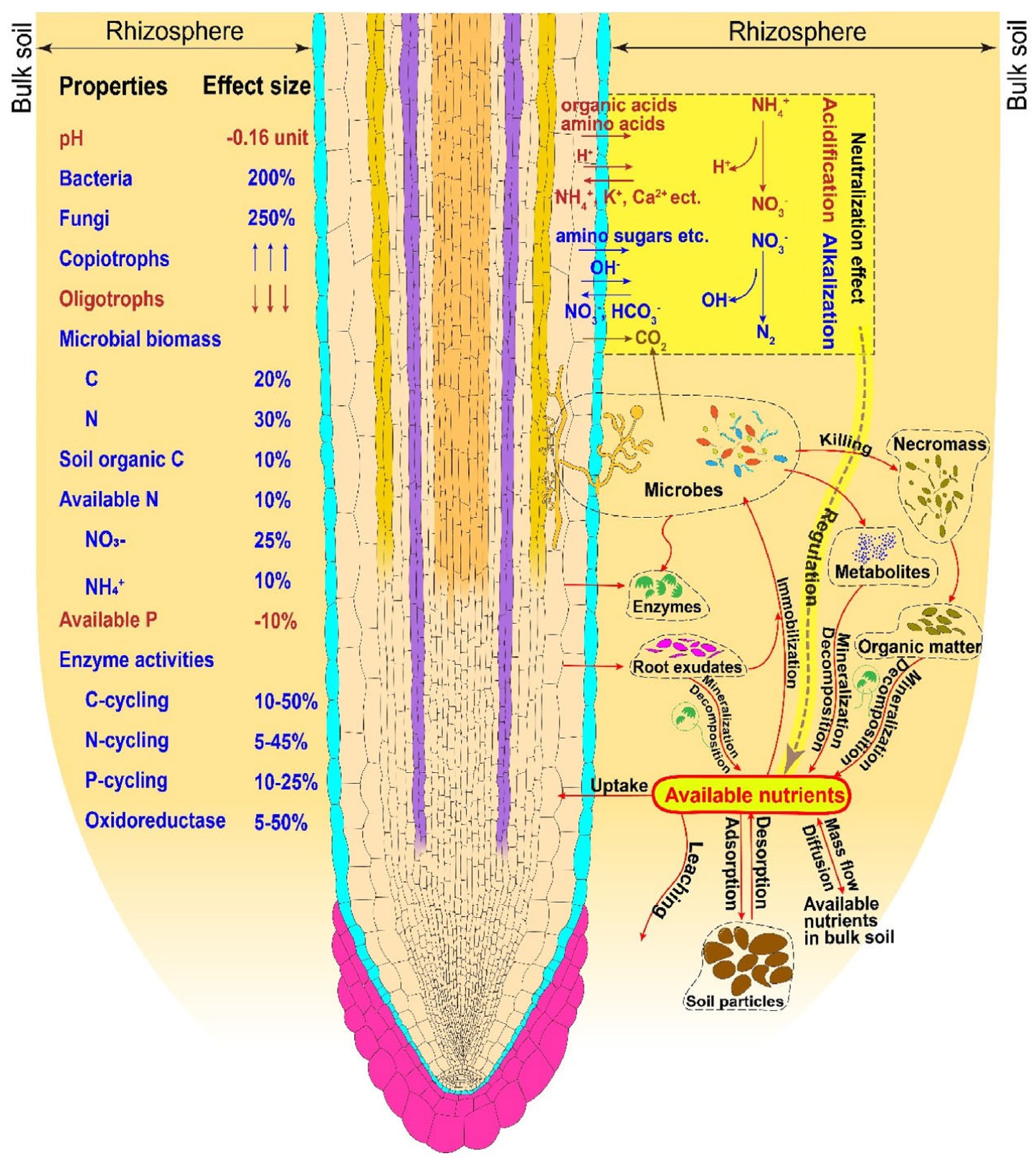 Alkalinization Of Soil