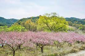 cltkrlsnzb's tweet photo. On the peach branches by the riverside, flower bones quietly grew. They were crowded together in groups of three and five, like shy little girls, and no one would be the first to show a smile. https://t.co/2kSmakimVA