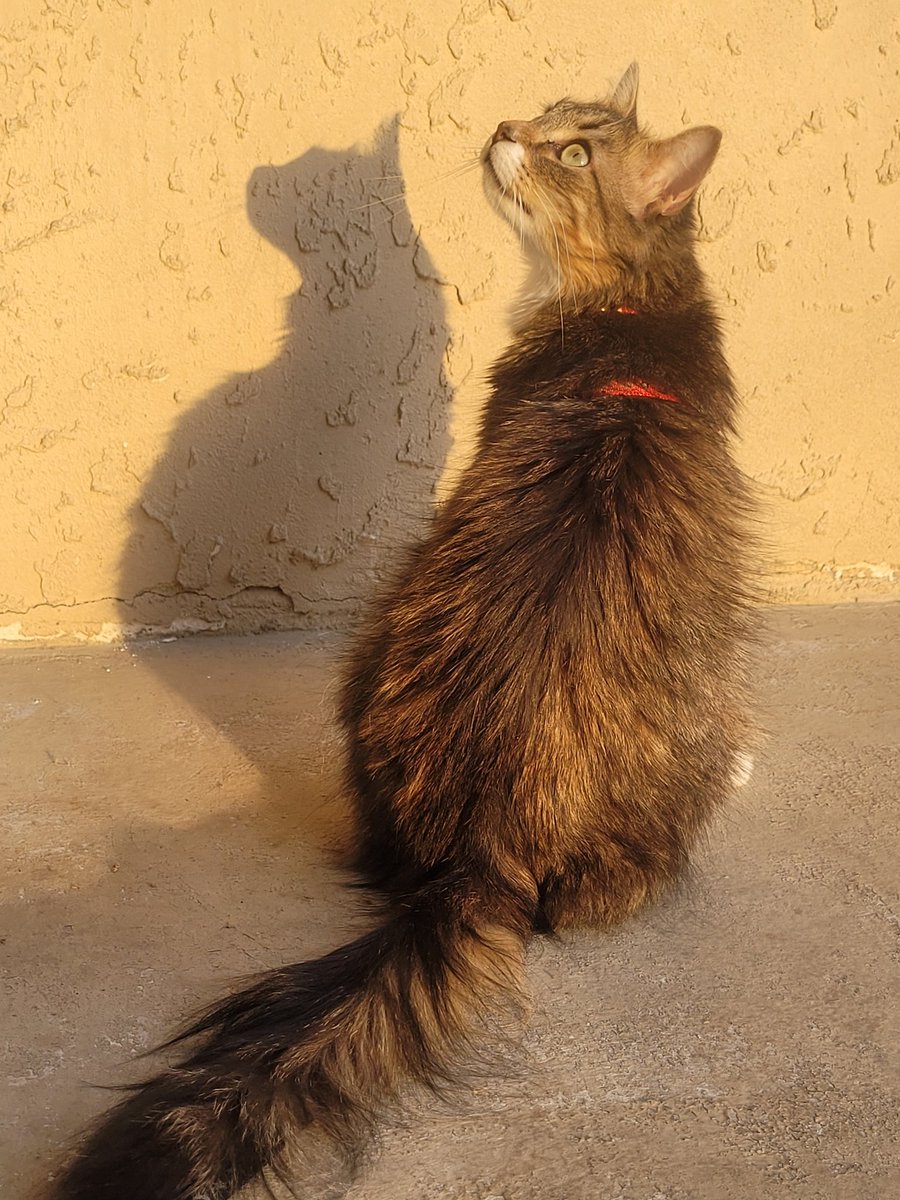 lynnslagle42's tweet photo. I was helping ma grill dinner. She snucked me some chickems when no ones was looking. I like the sun, but not sure about outside. It's so big, but no hoodlums came along, saw a hussie though. #edgarsfamily #edgarssissy #outsidetime #neighborhoodwatchupclose #grillintimes https://t.co/2gVZn7VcZB