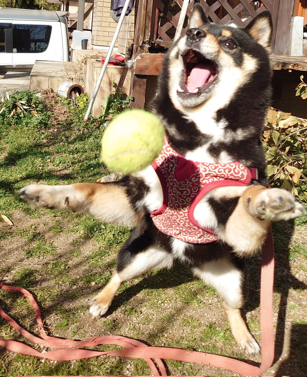 RukoLife's tweet photo. みよ‼️
この躍動感あふれるこたろうを🤣🤣 https://t.co/ix7KdPKzcZ