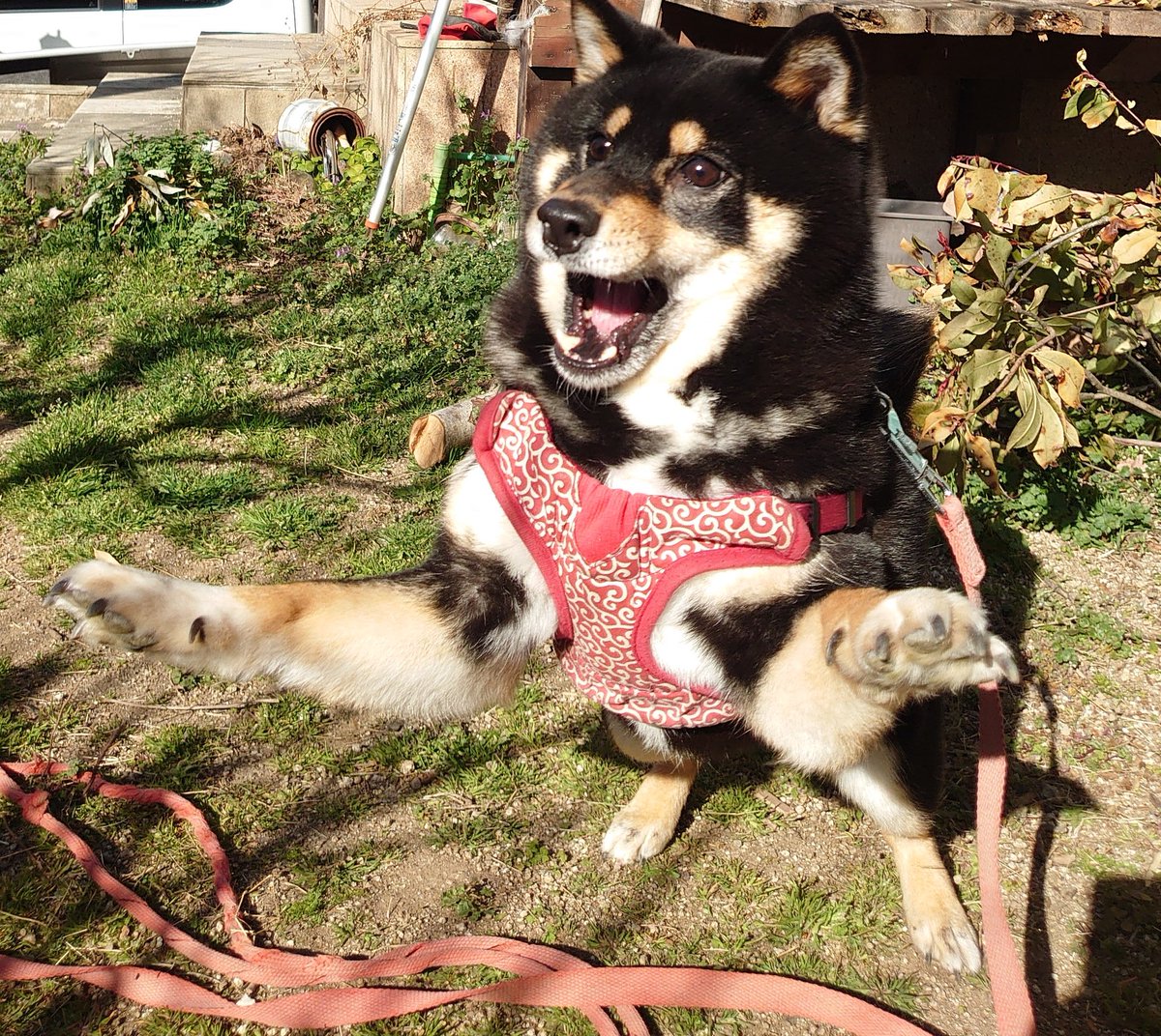 RukoLife's tweet photo. みよ‼️
この躍動感あふれるこたろうを🤣🤣 https://t.co/ix7KdPKzcZ