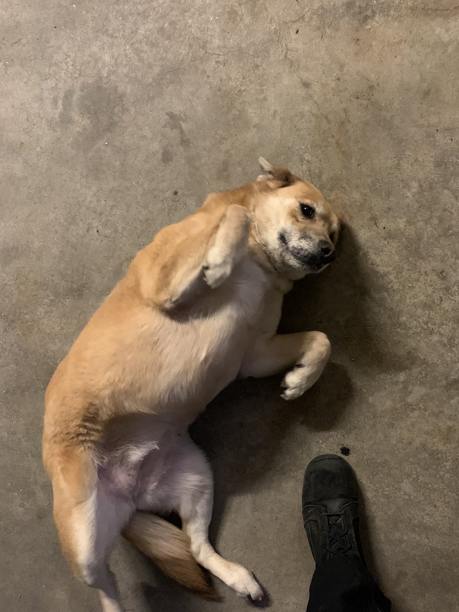 StBernardOHPD's tweet photo. Found dog call if you know owner that is missing 513-817-5118. Found by Dairy Queen. https://t.co/Aup7rqvNmK