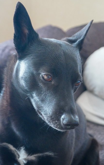 詩吟のtwitterイラスト検索結果