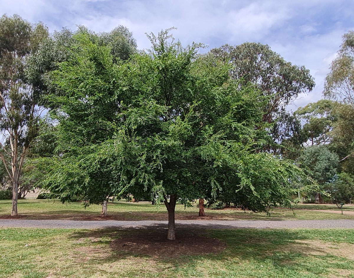 StuartWilliams_'s tweet photo. Ulmus parvifolia (Chinese elm) at Mansfield Botanic Park. A tree native to China, Vietnam, South Korea, Japan and Taiwan #Ulmaceae https://t.co/bSiYVbGKpV