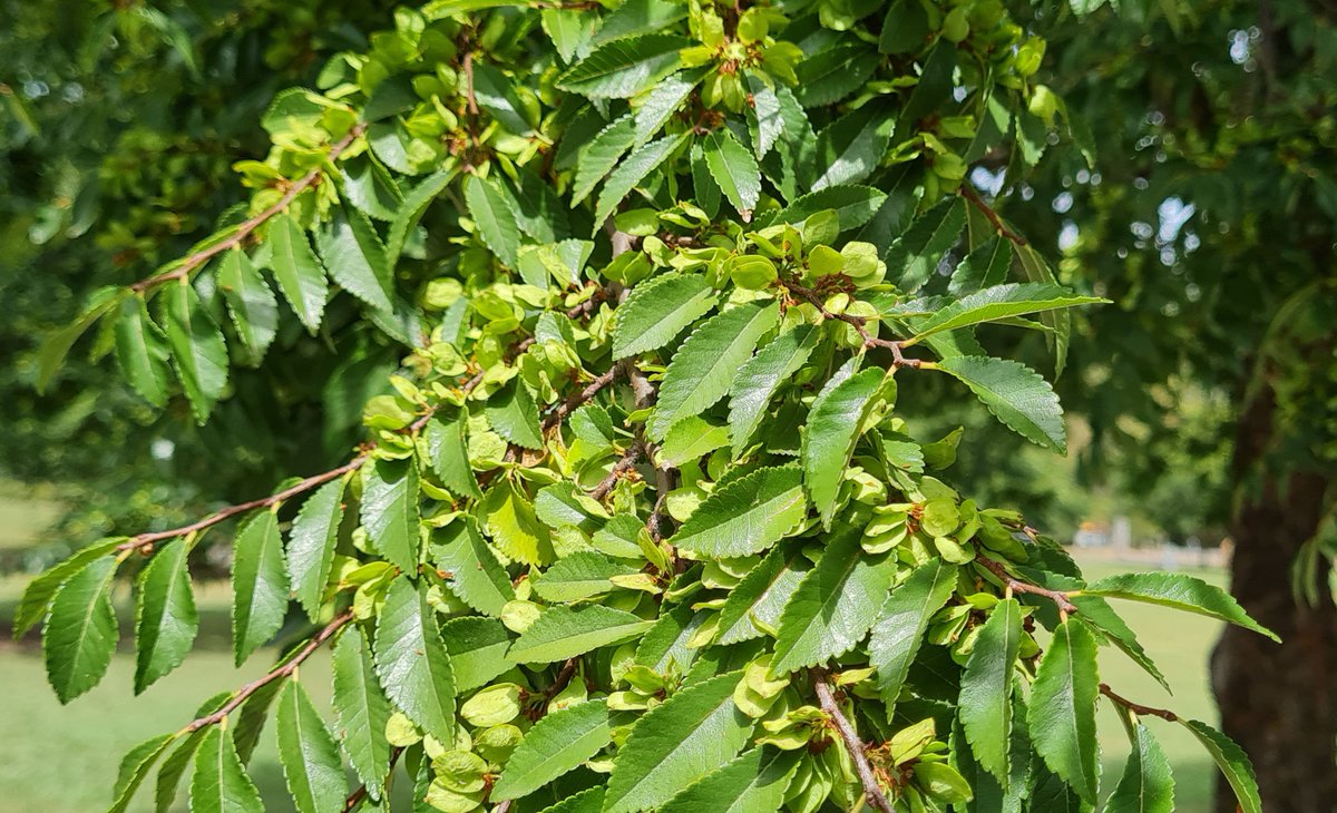 StuartWilliams_'s tweet photo. Ulmus parvifolia (Chinese elm) at Mansfield Botanic Park. A tree native to China, Vietnam, South Korea, Japan and Taiwan #Ulmaceae https://t.co/bSiYVbGKpV