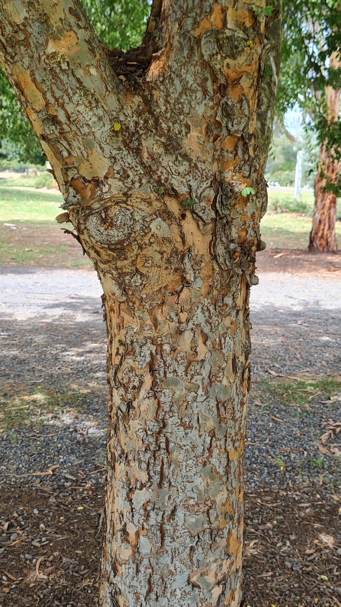 StuartWilliams_'s tweet photo. Ulmus parvifolia (Chinese elm) at Mansfield Botanic Park. A tree native to China, Vietnam, South Korea, Japan and Taiwan #Ulmaceae https://t.co/bSiYVbGKpV