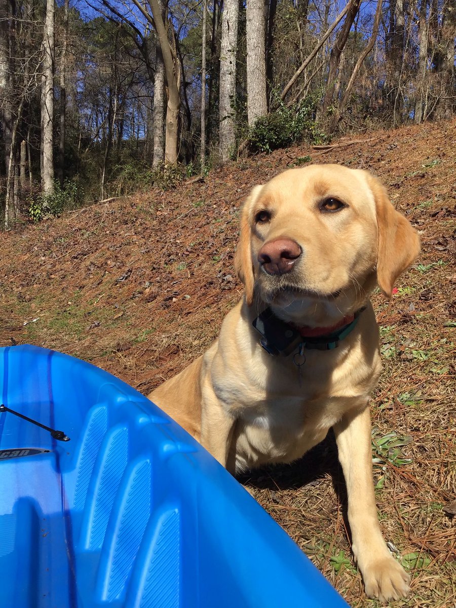 KristinTravis18's tweet photo. @OliviaMMeyer1 Hi! My name is Piper too. ❤️ https://t.co/H3o03kcCEJ