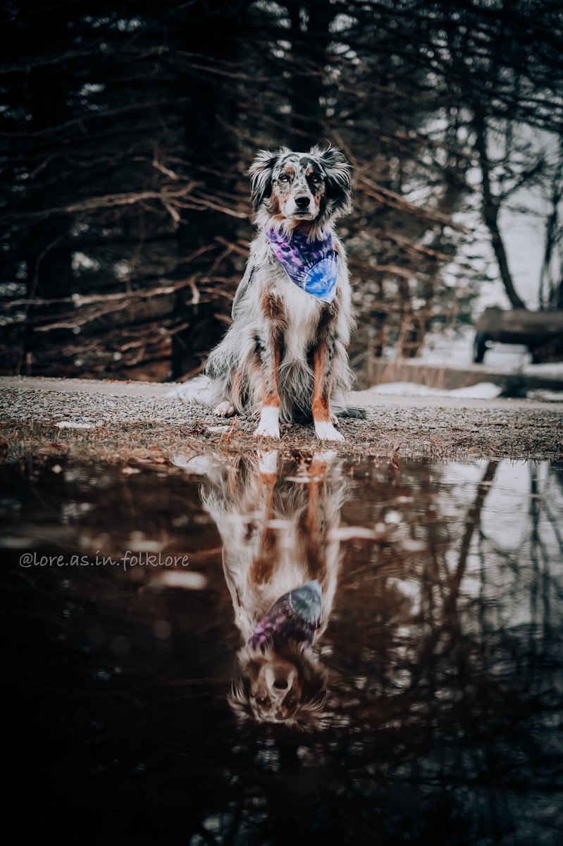 Happy Saturday!
#dogsoftwitter #twitterdogcommunity #woofnottweet #dogphotography