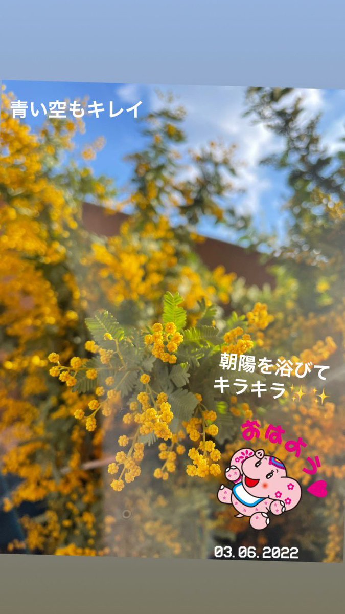 s_catlady's tweet photo. おはようございます🌞 https://t.co/08H9Ht3JEQ