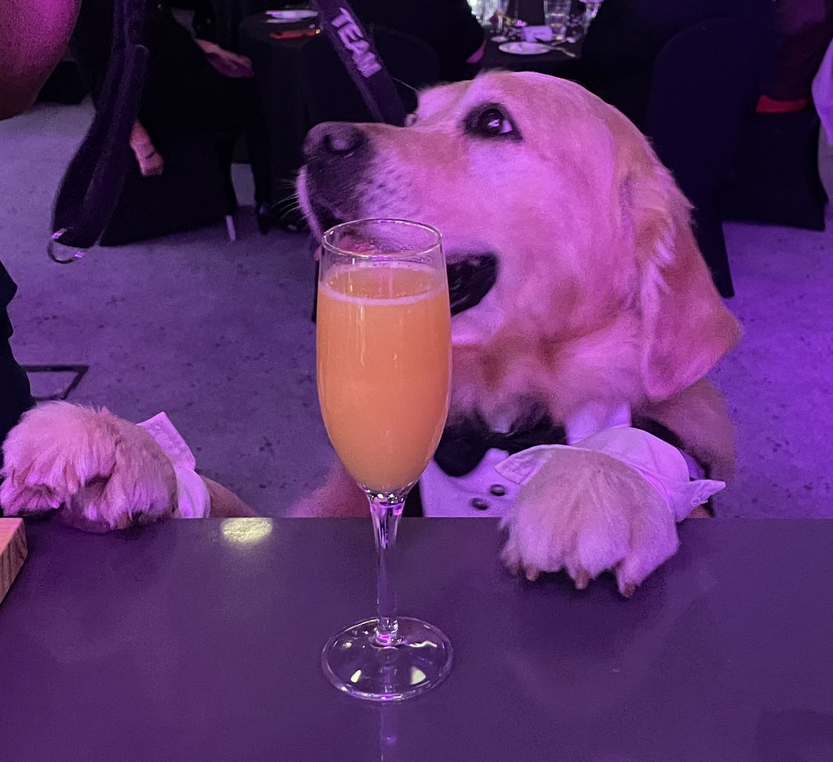 lyndseyuglow's tweet photo. Leo and I attended the Animal Star Awards this evening on behalf of our @schtherapydogs team. Incredible evening, some brilliant awards and a lot of fun.  Thankyou @animalstaruk 

#dogsoftwitter #blacktie #pets #dogs #goldenretriever https://t.co/73U14TEyX7