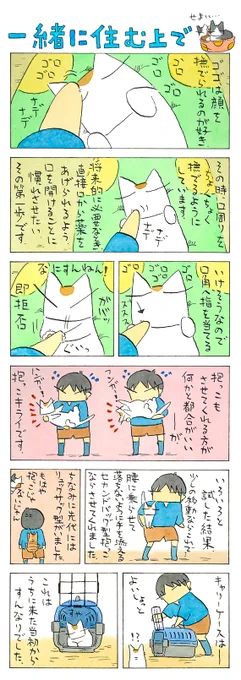 「遊んで慣れて学んで」
遊びの延長線上で慣らすのが理想。
それでも遊びの領域を一歩でも出ると、
敏感に何かを感じ取る猫の鋭さです。
(久保智昭さんの「猫色スケッチブック」)つづきはこちら⇒https://t.co/5jCYdBxae6 
