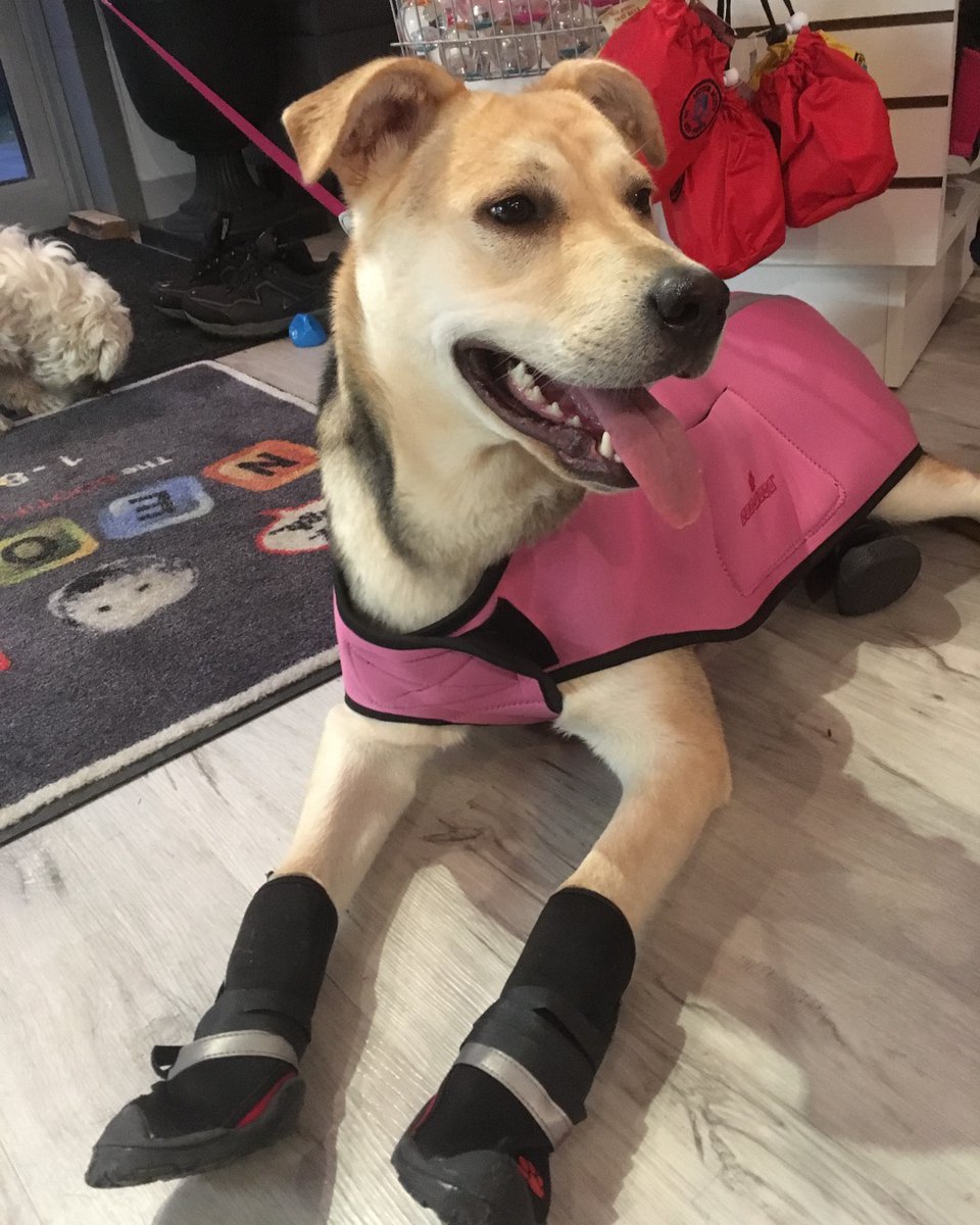 neopaws4pets's tweet photo. Percer in Pink 💗

Neo-Paws neoprene jacket and High Performance shoes

Visit the website https://t.co/9Vj1oFjUaI and follow us on social media account.

#Neopaws #dogshoes #dogshoesforsummer #dogfashion #pawsome #pawsomebuddies #dogaccessories #dogsupplies #dogstyle #dogboutique https://t.co/vCqWmFrtXu