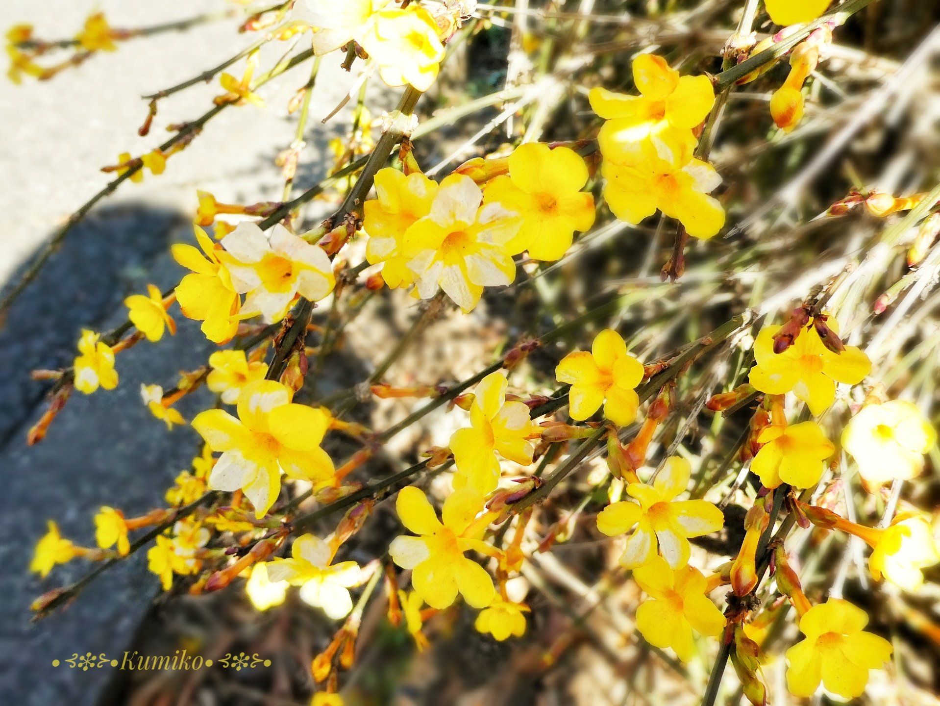 小黄花 Twitter Search Twitter