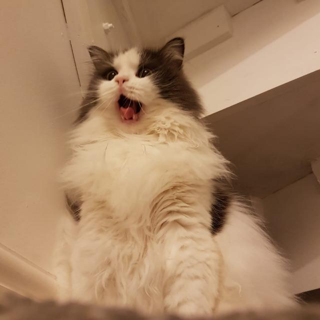 Venomcooki3's tweet photo. @DailyNormanCat https://t.co/b2yK1wbVwd