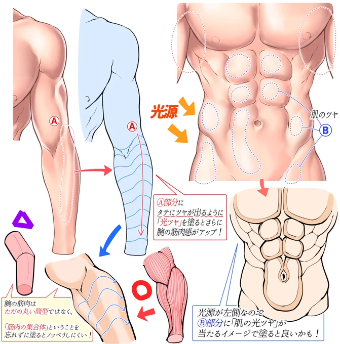 男性の✨ツヤ感のある筋肉✨を描く方法 