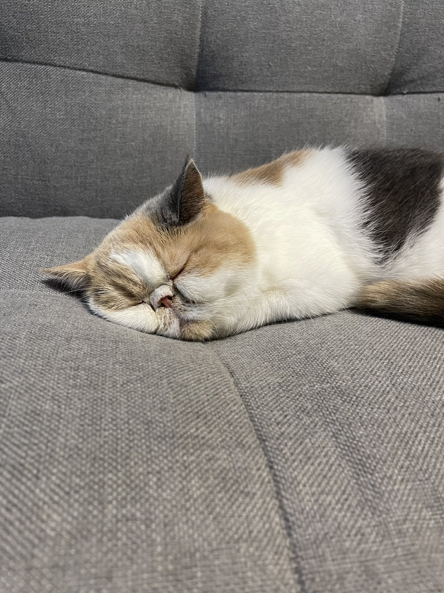 しゅうまいとはるまき さすがにブサイク過ぎるだろー ねこ 猫の居る暮らし 猫好きさんと繋がりたい エキゾチックショートヘア T Co Ulcfa4lpjl Twitter しゅうまいとはるまき さすがにブサイク過ぎるだろー ねこ 猫の居る暮らし 猫好きさんと繋がりたい エキゾチックショートヘア T Co Ulcfa4lpjl Twitter